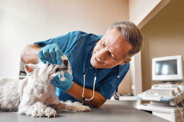 Best Emergency Wisdom Tooth Extraction in Osage, IA